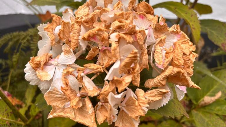 Your Hydrangea Blooms Are Browning at the Edges This Fall – Here’s the Cause and How to Stop It