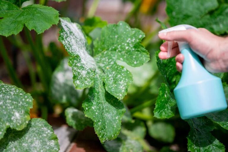 White Powdery Patches on Squash Leaves: How to Limit the Spread