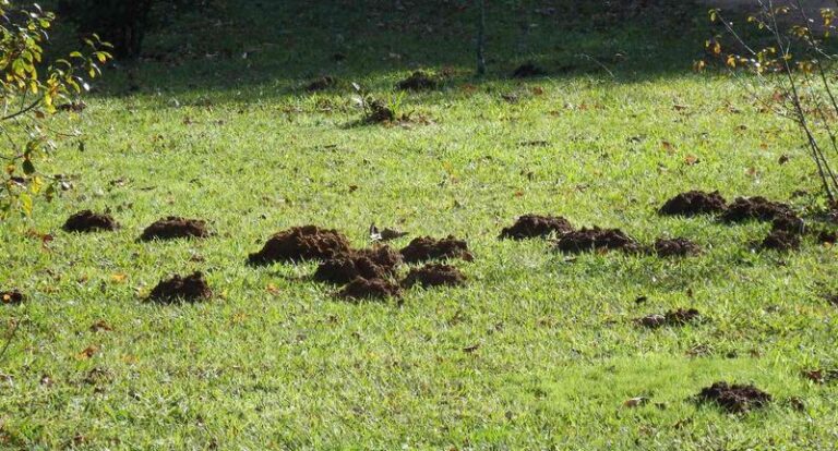 Something Keeps Digging Fresh Holes in Your Garden Overnight — Here’s How to Read the Signs and Stop It