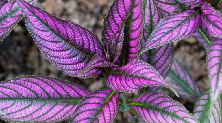 Your Houseplant Leaves Are Turning Purple This Fall – Here’s the One Cause Behind It and How to Reverse It