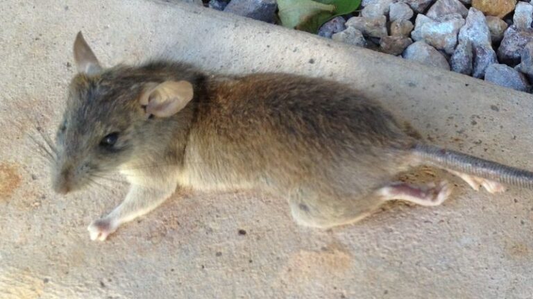What a Suddenly Damaged Citrus Tree May Signal About Roof Rats in California