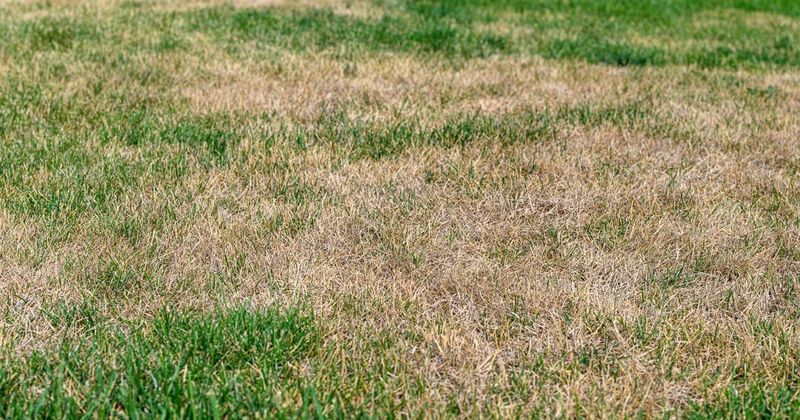 Your Lawn Keeps Turning Brown and Weedy When You Mow Lower Than It Wants