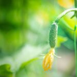Your Cucumber Flowers Bloom but You’re Not Sure They’re Setting Fruit – Here’s How to Tell If They Got Pollinated