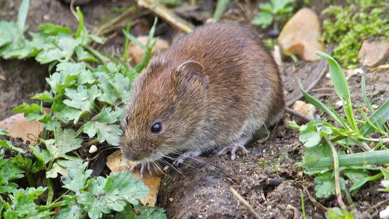 What Voles Are Quietly Doing Under Your North Carolina Mulch Beds and How to Stop the Damage