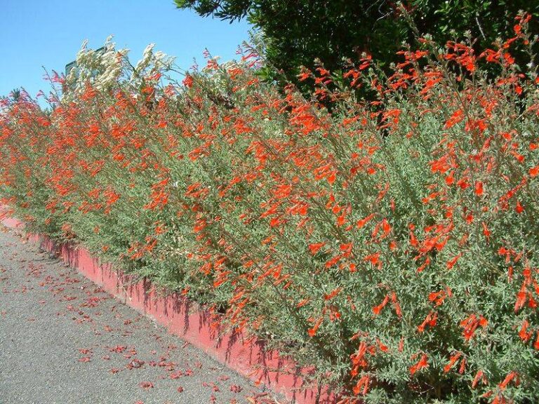 The California Native Fuchsia That Feeds Hummingbirds From Summer Into Fall, and Where to Plant It