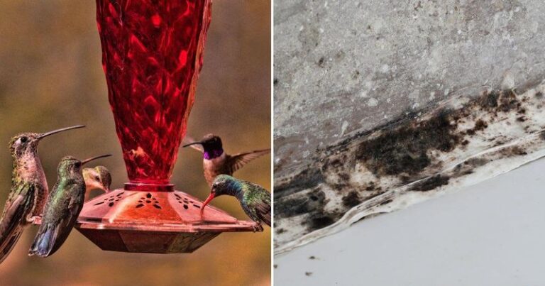 Your Hummingbird Feeder Grows Black Mold Fast, and Here’s How to Stop It Before Birds Drink