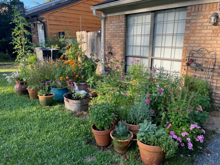 7 Florida Potting Habits That Turn Your Patio Pots Into a Roach Hotel by Fall