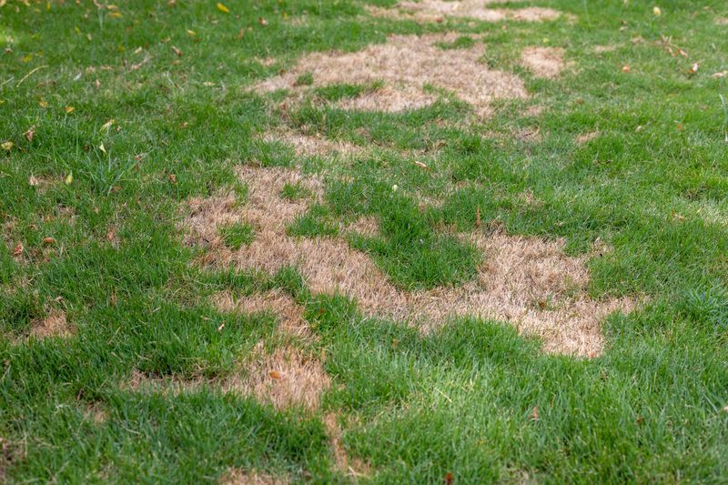 Your Lawn Goes Brown in the Late-Summer Heat but It Isn’t Always the Heat – Here’s the Real Cause