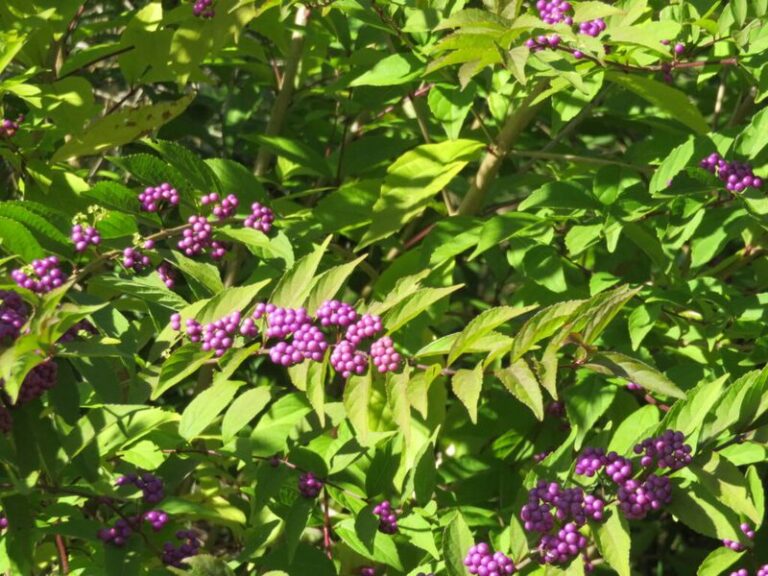 Skip Nandina Along Your North Carolina Fence Line and Plant Beautyberry That Feeds Birds Into Winter Instead