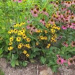 Save Your Own Coneflower Seeds in North Carolina This Fall and Get Free Plants for Years
