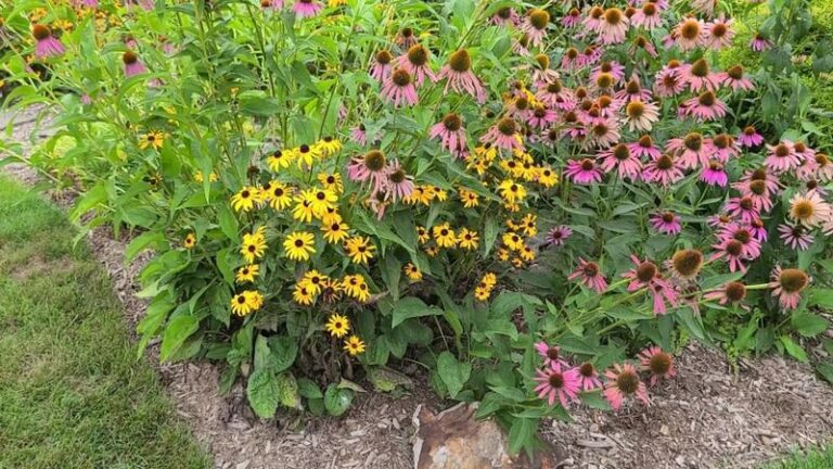 Save Your Own Coneflower Seeds in North Carolina This Fall and Get Free Plants for Years