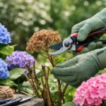 Your Hydrangeas Grew Full and Leafy but Refused to Bloom – Here’s the Pruning Cut Behind It
