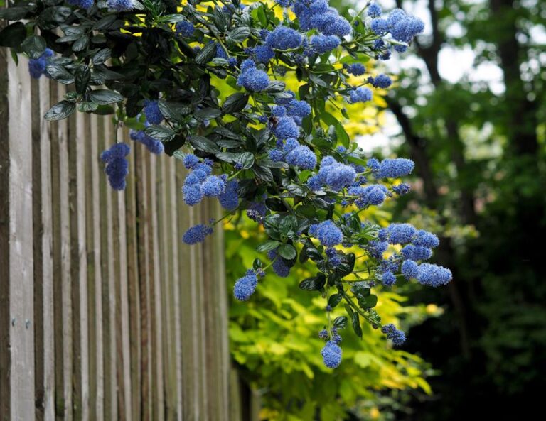 The California Native Shrubs That Screen Your Yard Better Than Arborvitae in the Spots Where It Always Fails
