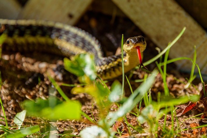 7 Florida Yard Signs That a Garter Snake Has Moved In – and Why That’s Good News for Your Beds