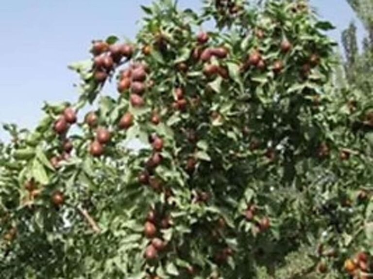 The Forgotten Texas Fruit Tree Hill Country Gardeners Are Quietly Planting for Sweet Fall Harvests