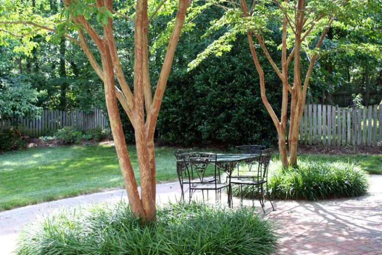 The Low-Mess California Trees That Give Small Yards Shade Without the Weekend of Raking and Hauling