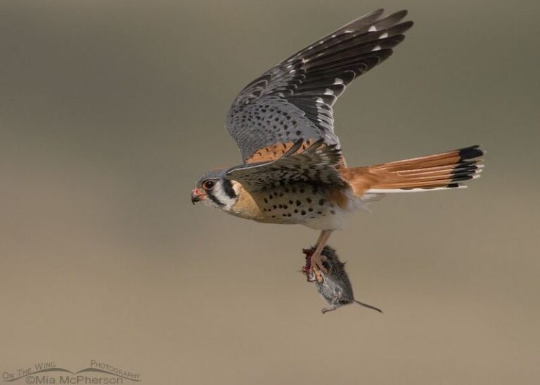 California Kestrels Snatch More Gophers and Voles From Your Yard Than Any Trap, but One Tree Habit Drives Them Off