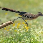 Why Smart Central Texas Gardeners Want Roadrunners Hunting Their Yard Every Day