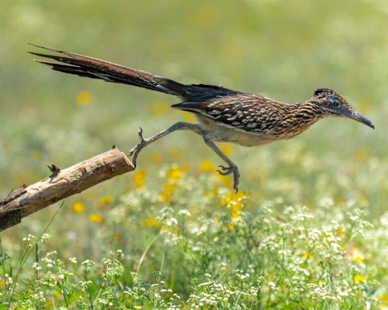 Why Smart Central Texas Gardeners Want Roadrunners Hunting Their Yard Every Day