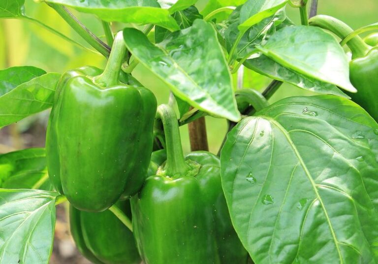Your Peppers Stay Green Into Fall Because One Late-Season Feeding Habit Holds Them Back