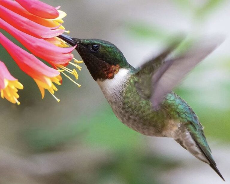 What It Really Means When a Hummingbird Keeps Visiting Your Central Texas Porch in September