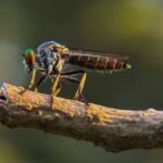 What It Really Means When Robber Flies Start Patrolling Your North Carolina Vegetable Garden This Summer
