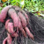 The One Sign North Carolina Sweet Potato Vines Give Before the Tubers Are Ready to Dig