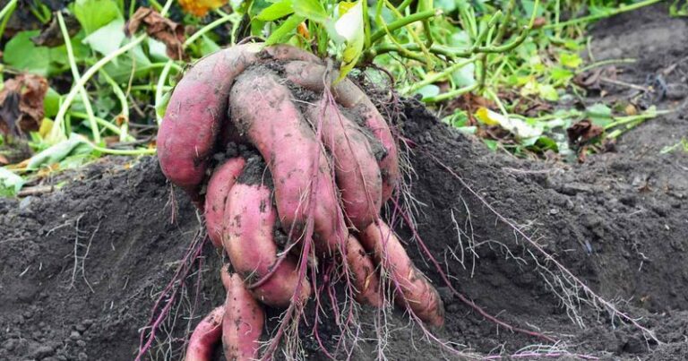 The One Sign North Carolina Sweet Potato Vines Give Before the Tubers Are Ready to Dig