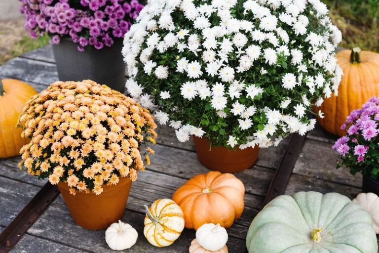 Your Fall Mums Fade Fast Because You Planted Them at the Wrong Time — Here’s the Window That Keeps Them Blooming