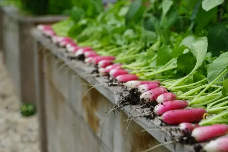 Fall Radishes Grow All Tops and No Bulb Beneath the Soil — Here’s the Crowding Slip Behind It