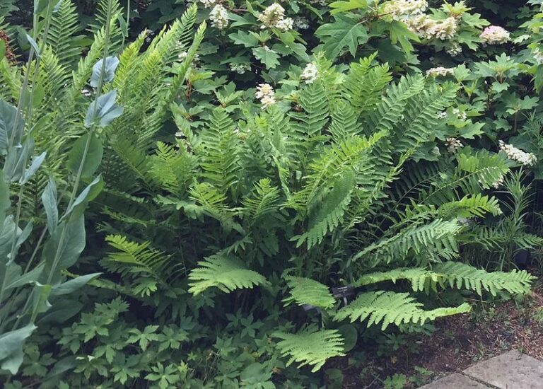 The Underrated North Carolina Native Ferns That Fill Your Toughest Clay Corners Where Nothing Else Will Grow