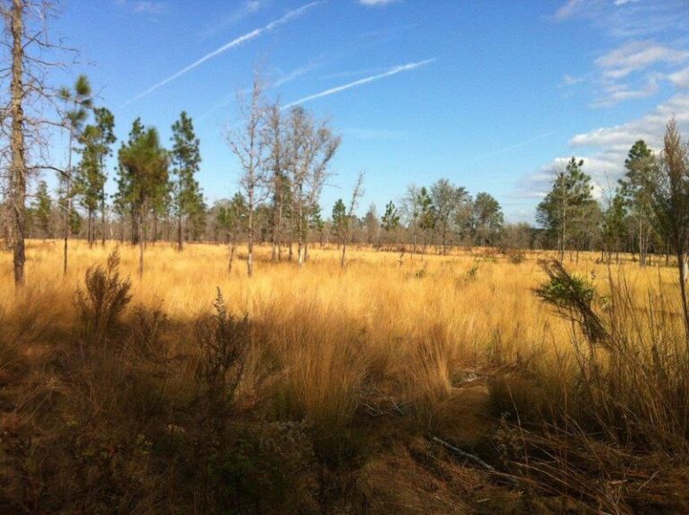The Florida Native Grass That Blanketed Pine Forests for Centuries Is Coming Back to Home Yards