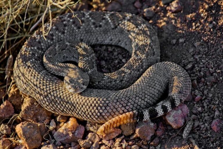 Why Central Texas Yards Are Seeing More Rattlesnakes on the Move This Early Fall