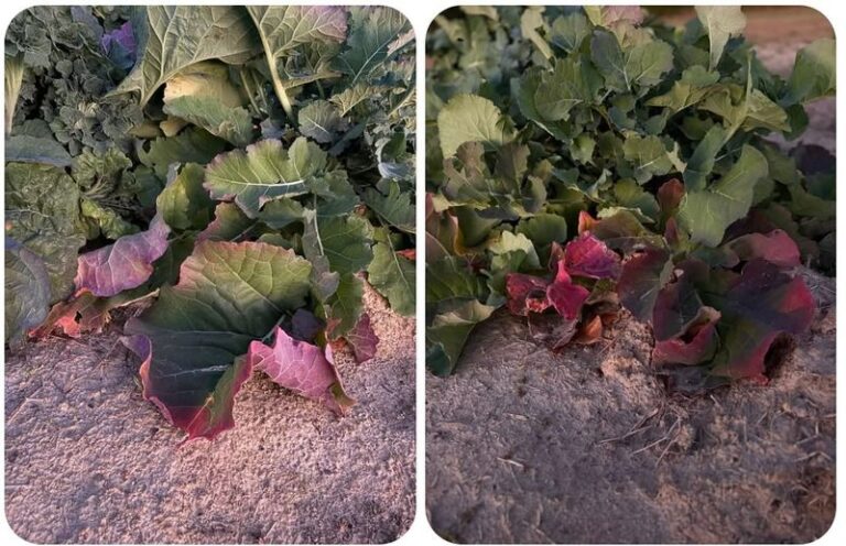 The One Thing North Carolina Collards Need Right After a Heavy Fall Rain or the Leaves Turn Bitter