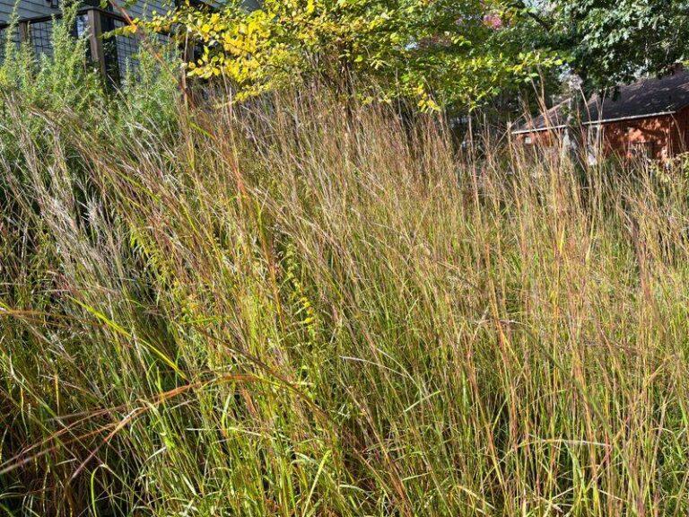 The Most Underrated North Carolina Native That Edges a Bed Through Clay, Humidity, and Summer Storms Without Flopping