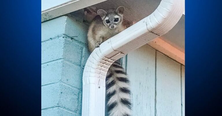 Why California ringtails show up near homes in fall, and what your yard might be offering them