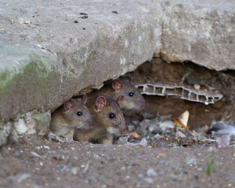 Those Holes All Over Your Lawn Without Dirt Piles Usually Point to One of These 17 Digging Culprits