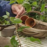 Turn One Clematis Vine Into Several New Plants With This Firming Stem Trick