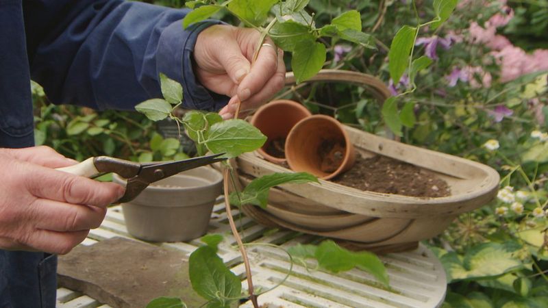 Turn One Clematis Vine Into Several New Plants With This Firming Stem Trick