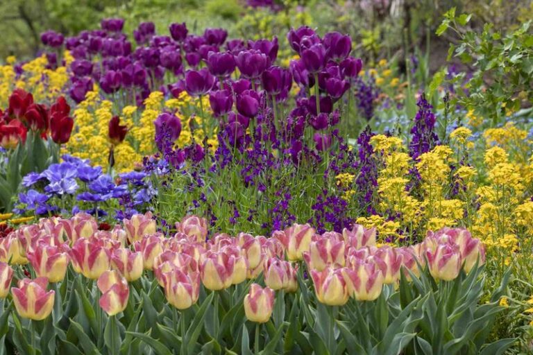 If You Want a Wave of Spring Blooms, Right Now Is When These Flowers Need to Go In the Ground