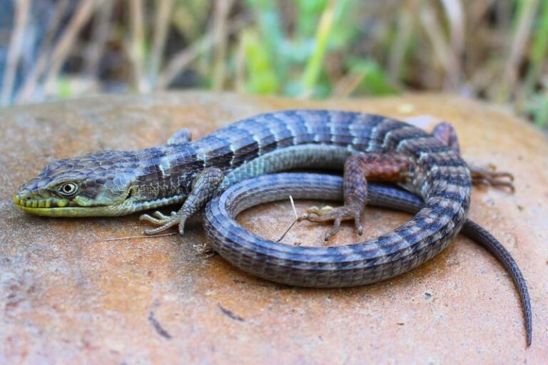 California Alligator Lizards Quietly Feast on the Slugs and Black Widows Wrecking Your Yard, but Cleared Brush Drives Them Off