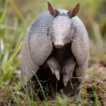 7 Florida Yard Conditions That Make Armadillos Dig Yours First and the Native Cover That Stops Them