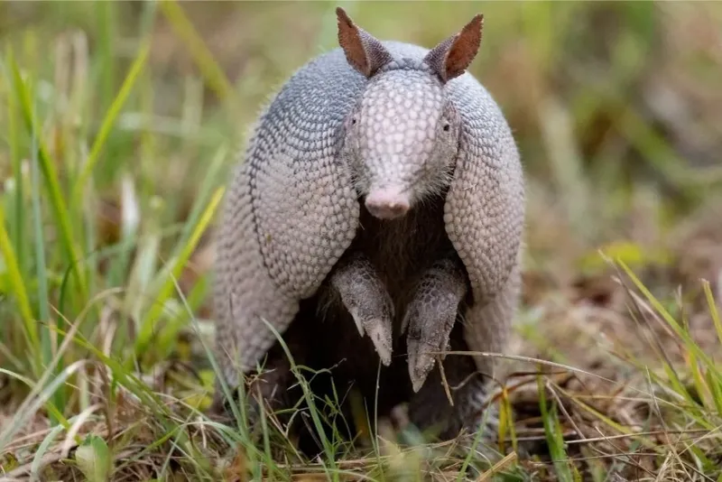 7 Florida Yard Conditions That Make Armadillos Dig Yours First and the Native Cover That Stops Them