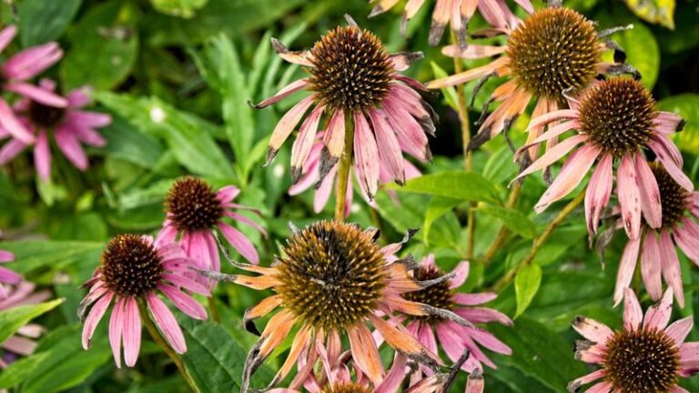 Your Coneflowers Look Sickly No Matter How You Feed Them – Here’s the Wrong Spot They’re Quietly Planted In