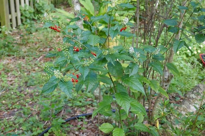 7 Florida Native Shrubs That Give You Beautyberry Color Without Taking Over the Whole Bed