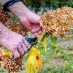 Your Hydrangeas Set Next Year’s Blooms With What You Do in Fall