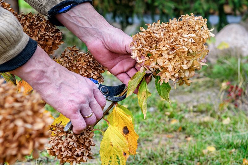 Your Hydrangeas Set Next Year’s Blooms With What You Do in Fall
