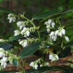 7 Native North Carolina Shrubs That Edge a Foundation Bed Better Than Boxwood