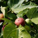 Prune Your Fig Tree at the Wrong Time and Next Year’s Crop Pays for It