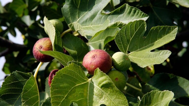 Prune Your Fig Tree at the Wrong Time and Next Year’s Crop Pays for It